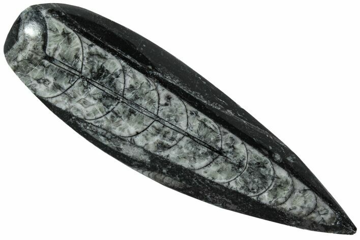 Polished Fossil Orthoceras (Cephalopod) - Morocco #216173